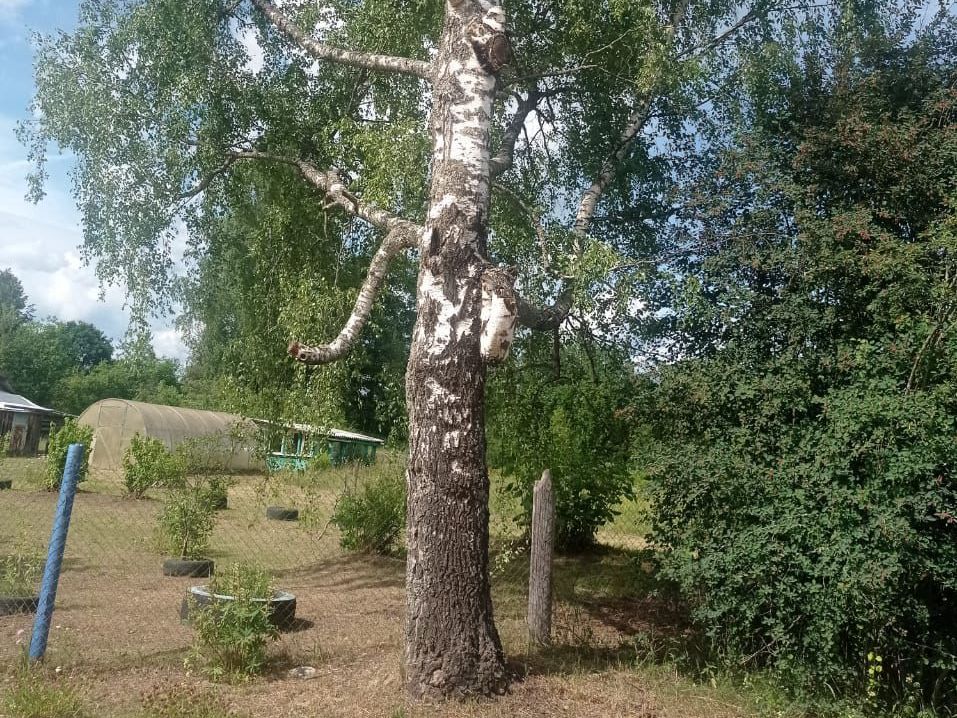 Аварийное дерево в д. Лякова устранено благодаря активности местных жителей.