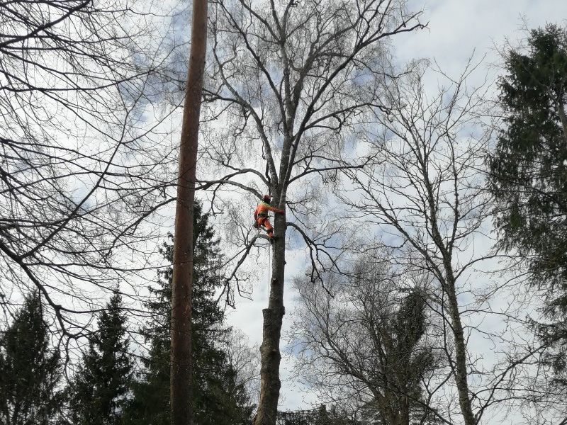 Благоустройство кладбища в деревне Зайцево: спил аварийных деревьев.