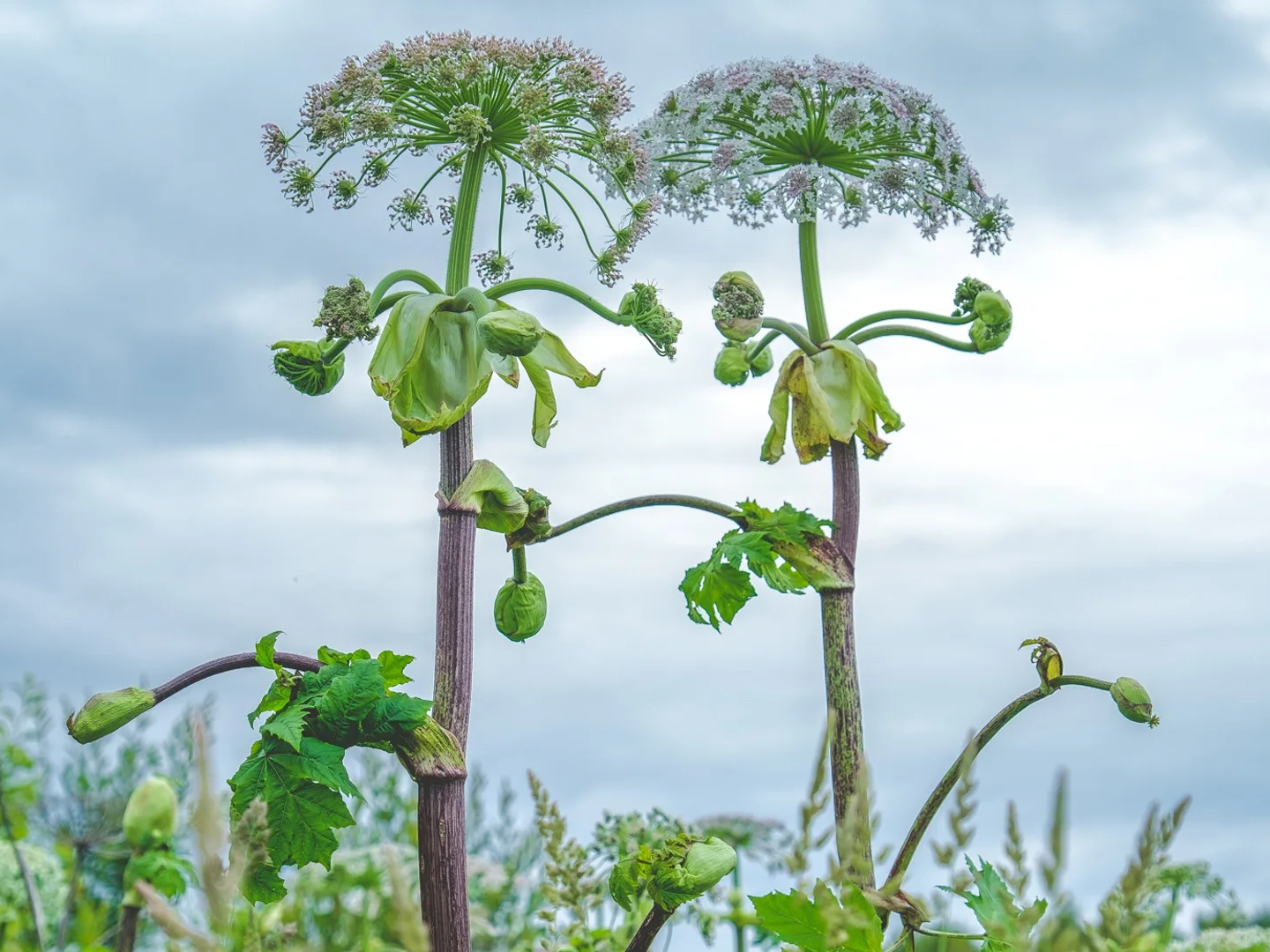Действия при выявлении очага борщевика Сосновского.