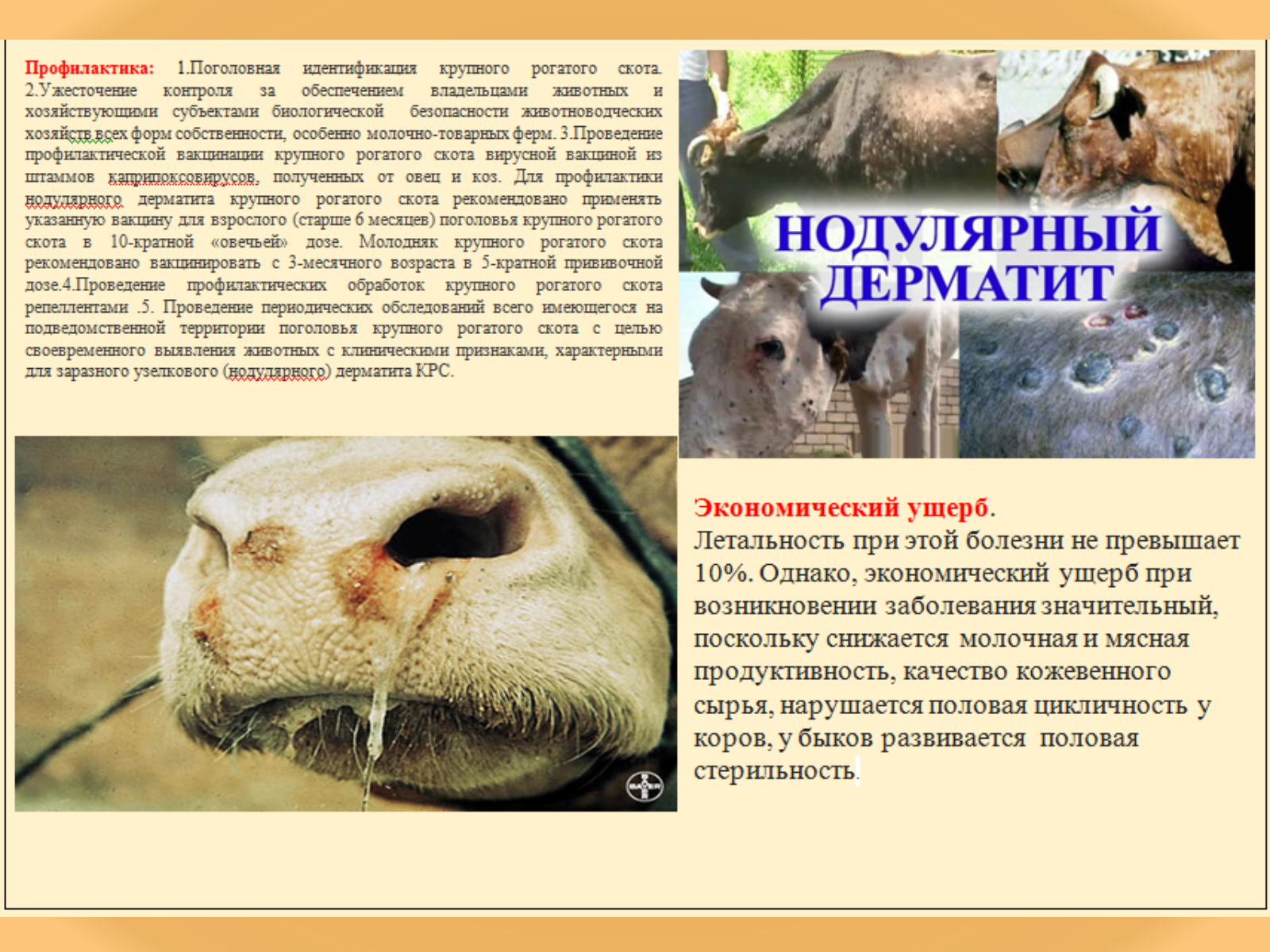 Нодулярный дерматит.