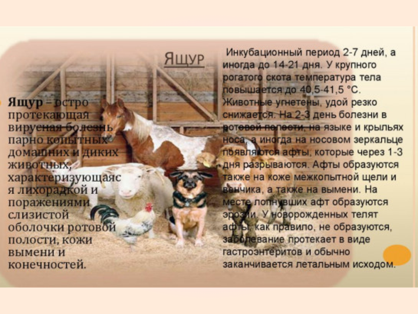 Ящур (афтозная лихорадка).